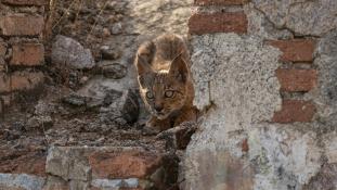 Lynx pardinus - Lynx ibérique - Iberian lynx  (ang) - Lince iberico (sp)