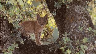Lynx pardinus - Lynx ibérique - Iberian lynx  (ang) - Lince iberico (sp)