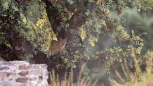 Lynx pardinus - Lynx ibérique - Iberian lynx  (ang) - Lince iberico (sp)