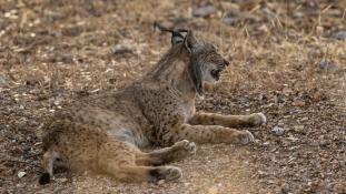 Lynx pardinus - Lynx ibérique - Iberian lynx  (ang) - Lince iberico (sp)
