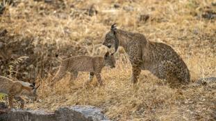 Lynx pardinus - Lynx ibérique - Iberian lynx  (ang) - Lince iberico (sp)