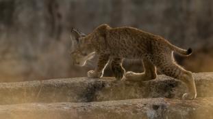 Lynx pardinus - Lynx ibérique - Iberian lynx  (ang) - Lince iberico (sp)