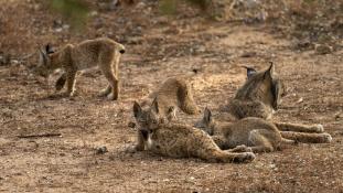 Lynx pardinus - Lynx ibérique - Iberian lynx  (ang) - Lince iberico (sp)