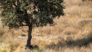 Picus sharpei - Pic de Sharpe - Iberian Green Woodpecker (ang) - Pito real (sp)