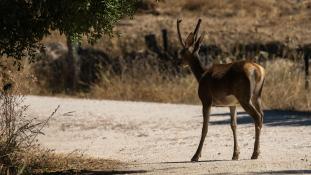 Cervus elaphus - Cerf élaphe - Red deer (ang) - Ciervo común (sp)