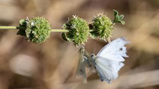 ND-Pieris brassicae - Piéride du chou - Cabbage butterfly (ang) - Mariposa de la col (sp)