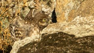 Athene noctua - Chouette chevêche - Chevêche d'Athéna - Little Owl (ang) - Mochuelo Europeo (sp)