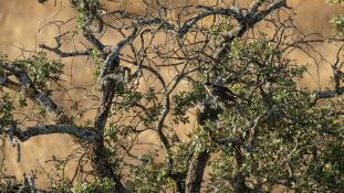 Clamator glandarius - Coucou-Geai - Great Spotted Cuckoo (ang) - Críalo europeo (sp)