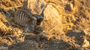 Athene noctua - Chouette chevêche - Chevêche d'Athéna - Little Owl (ang) - Mochuelo Europeo (sp)