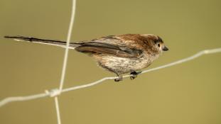 Aegithalos caudatus - Orite à longue queue - Mésange-à-longue-queue - Long-tailed Tit (ang) - Mito común (sp)
