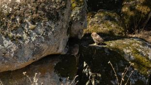 Athene noctua - Chouette chevêche - Chevêche d'Athéna - Little Owl (ang) - Mochuelo Europeo (sp)