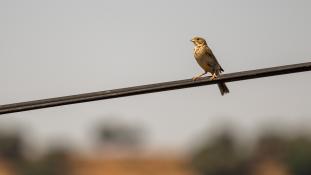 Emberiza calandra - Bruant proyer - Corn bunting (ang) - Triguero (sp)