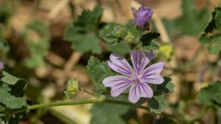 ND-Malva multiflora - Lavatère de Crète - Cretan Tree-mallow (ang) - Malva bastarda (sp)