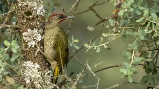 Picus sharpei - Pic de Sharpe - Iberian Green Woodpecker (ang) - Pito real (sp)