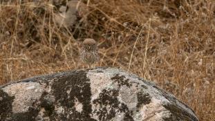 Athene noctua - Chouette chevêche - Chevêche d'Athéna - Little Owl (ang) - Mochuelo Europeo (sp)