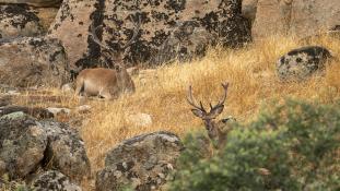 Cervus elaphus - Cerf élaphe - Red deer (ang) - Ciervo común (sp)