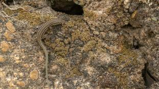 ND-Podarcis virescens - Lézard des murailles de Geniez  - Geniez's Wall Lizard (ang) - Lagartija verdosa (sp)
