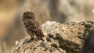 Athene noctua - Chouette chevêche - Chevêche d'Athéna - Little Owl (ang) - Mochuelo Europeo (sp)