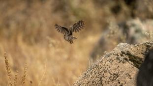 Athene noctua - Chouette chevêche - Chevêche d'Athéna - Little Owl (ang) - Mochuelo Europeo (sp)