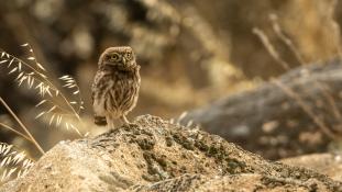 Athene noctua - Chouette chevêche - Chevêche d'Athéna - Little Owl (ang) - Mochuelo Europeo (sp)