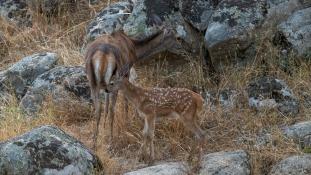 Cervus elaphus - Cerf élaphe - Red deer (ang) - Ciervo común (sp)