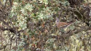 Streptopelia turtur - Tourterelle des bois - European Turtle Dove (ang) - Tórtola europea (sp)