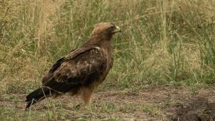 Hieraaetus pennatus - Aigle botté - Booted Eagle (ang) - Aguililla Calzada (sp)