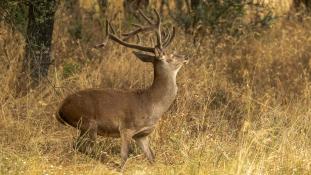 Cervus elaphus - Cerf élaphe - Red deer (ang) - Ciervo común (sp)