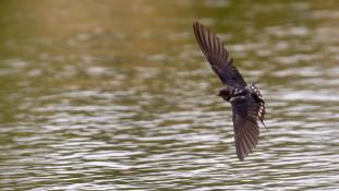 Hirundo rustica - Hirondelle rustique - Hirondelle des cheminées - Hirondelle des granges - Barn Swallow (ang) - Golondrina común (sp)
