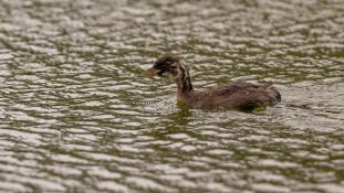 Tachybaptus ruficollis - Grèbe castagneux - Little Grebe (ang) - Zampullín común (sp)