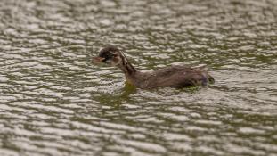 Tachybaptus ruficollis - Grèbe castagneux - Little Grebe (ang) - Zampullín común (sp)