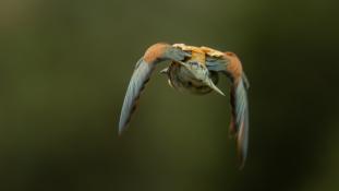 Merops apiaster - Guêpier d'Europe - Les Africains - European Bee-eater (ang) - Abejaruco Europeo (sp)