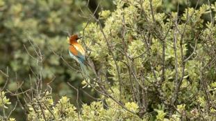 Merops apiaster - Guêpier d'Europe - Les Africains - European Bee-eater (ang) - Abejaruco Europeo (sp)