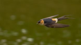 Cecropis rufula - Hirondelle rousseline - Red-rumped Swallow (ang) - Golondrina Daurica (sp)