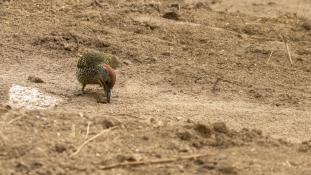 Picus sharpei - Pic de Sharpe - Iberian Green Woodpecker (ang) - Pito real (sp)