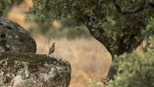 Alectoris rufa - Perdrix rouge - Red-legged Partridge (ang) - Perdiz Roja (sp)