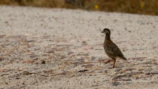 Alectoris rufa - Perdrix rouge - Red-legged Partridge (ang) - Perdiz Roja (sp)