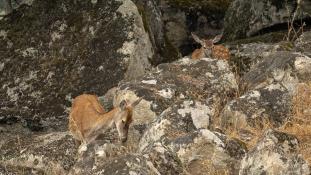 Cervus elaphus - Cerf élaphe - Red deer (ang) - Ciervo común (sp)