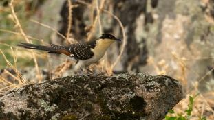 Clamator glandarius - Coucou-Geai - Great Spotted Cuckoo (ang) - Críalo europeo (sp)