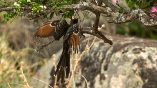 Clamator glandarius - Coucou-Geai - Great Spotted Cuckoo (ang) - Críalo europeo (sp)
