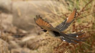 Clamator glandarius - Coucou-Geai - Great Spotted Cuckoo (ang) - Críalo europeo (sp)