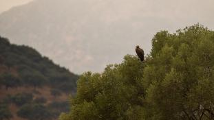 Aegypius monachus - Vautour moine - Cinereous Vulture (ang) - Buitre Negro (sp)