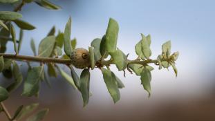 ND-Quercus rotundifolia - Chêne vert - Yeuse - Evergreen Oak (ang) - Encina dulce (sp)