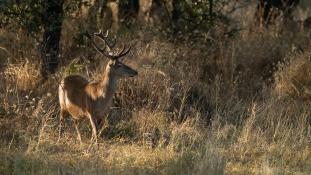 Cervus elaphus - Cerf élaphe - Red deer (ang) - Ciervo común (sp)