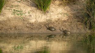 Mauremys leprosa - Emyde lépreuse - Spanish pond turtle (ang) - Galápago leproso (sp)