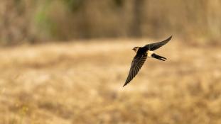 Cecropis rufula - Hirondelle rousseline - Red-rumped Swallow (ang) - Golondrina Daurica (sp)