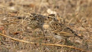 ND-Lullula arborea - Alouette lulu - Woodlark (ang) - Alondra totovía (sp)