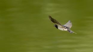 Hirundo rustica - Hirondelle rustique - Hirondelle des cheminées - Hirondelle des granges - Barn Swallow (ang) - Golondrina común (sp)