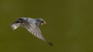 Hirundo rustica - Hirondelle rustique - Hirondelle des cheminées - Hirondelle des granges - Barn Swallow (ang) - Golondrina común (sp)