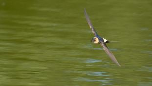 Cecropis rufula - Hirondelle rousseline - Red-rumped Swallow (ang) - Golondrina Daurica (sp)